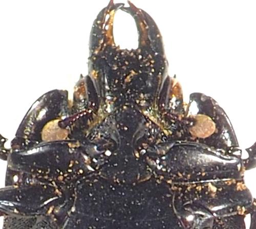 Hololepta sp.